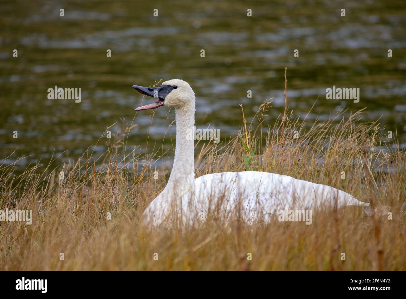 Trumpeter Swan Cygnus buccinator on the banks of the Firehole River in Yellowstone National Park, Wyoming Stock Photo