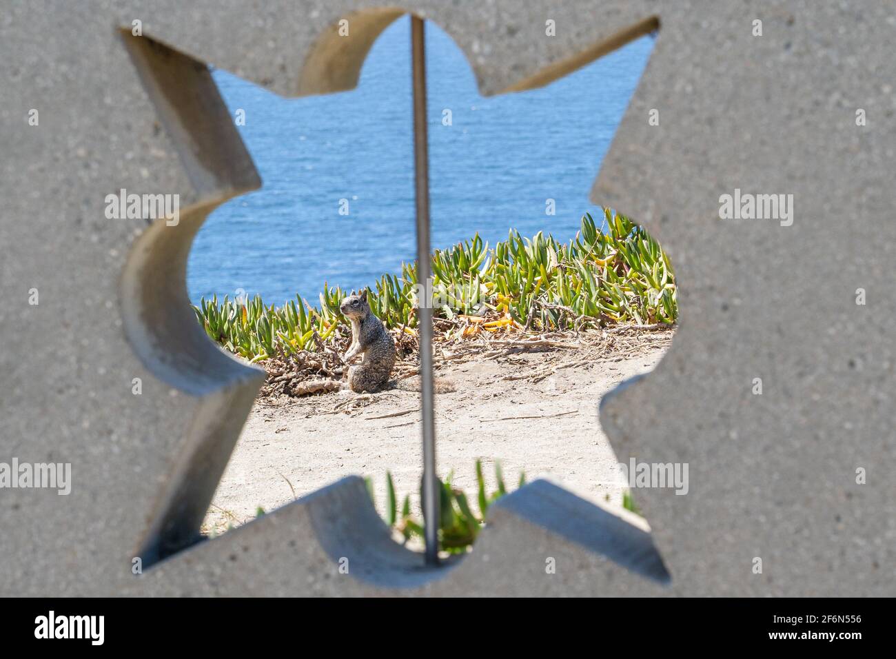 Looking through patterned wall to the ocean and a California ground squirrel in Point Fermin Park in San Pedro, CA Stock Photo