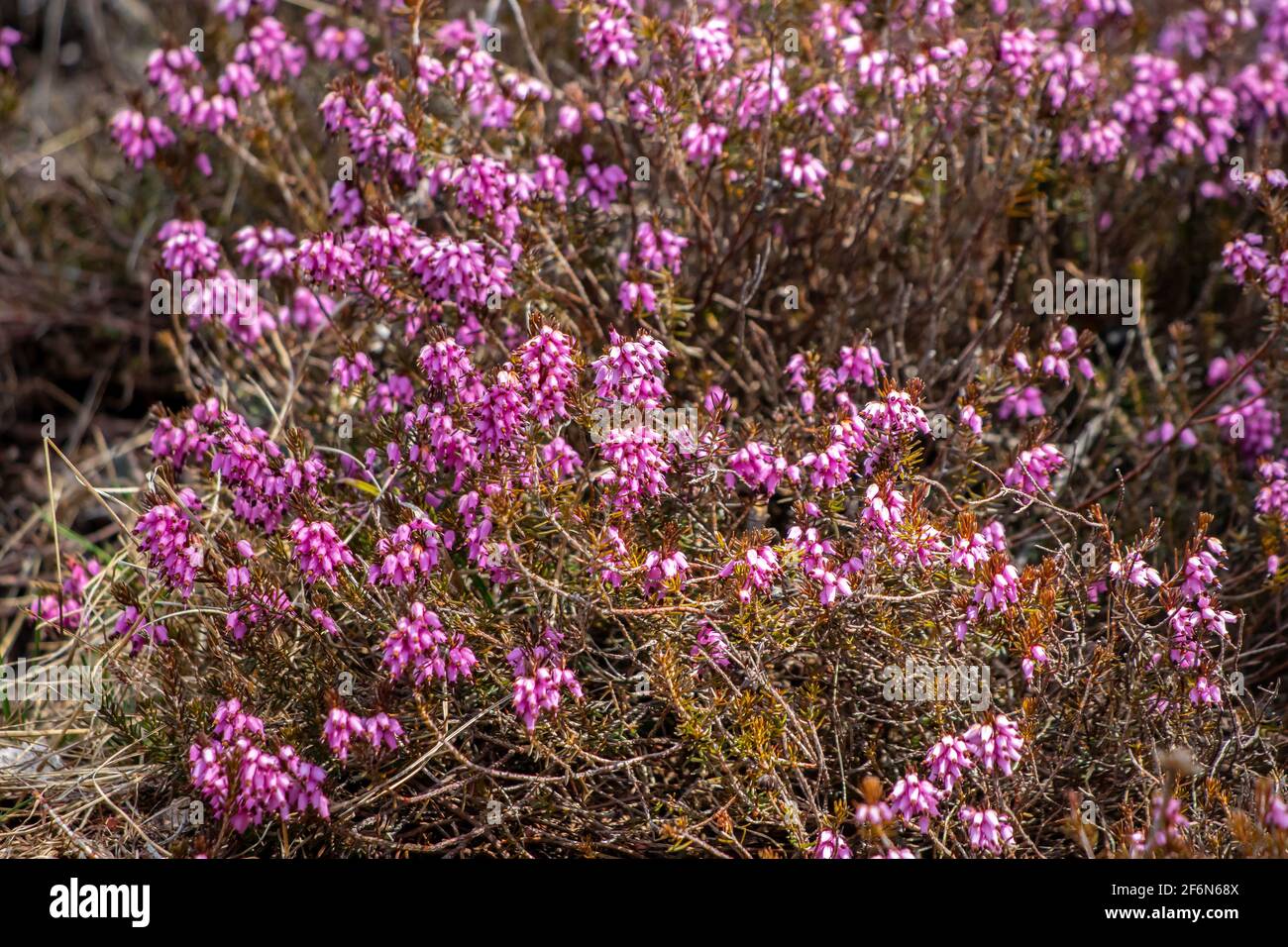 Erica carnea growing in mountains, close up Stock Photo