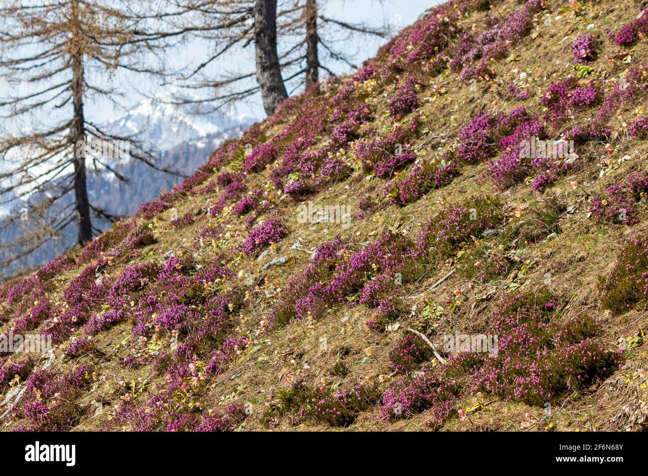 Winter heath growing in mountains Stock Photo