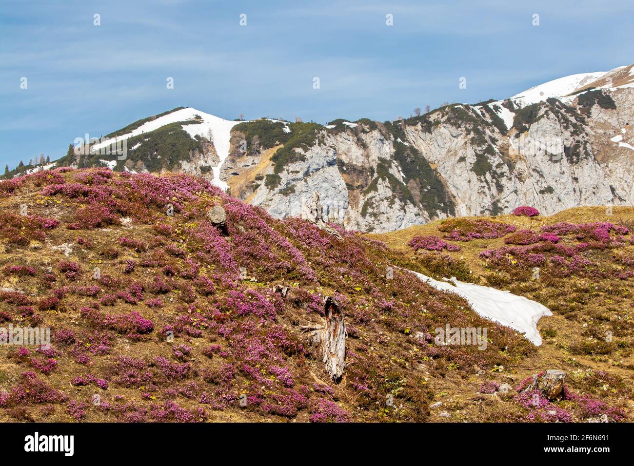 Erica carnea growing in mountains, Julian alps Stock Photo