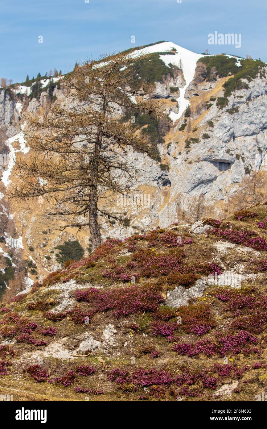 Erica carnea growing in mountains Stock Photo