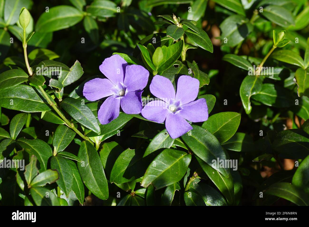 Flowers of lesser periwinkle (Vinca minor) in a Dutch garden in spring, April. Netherlands Stock Photo