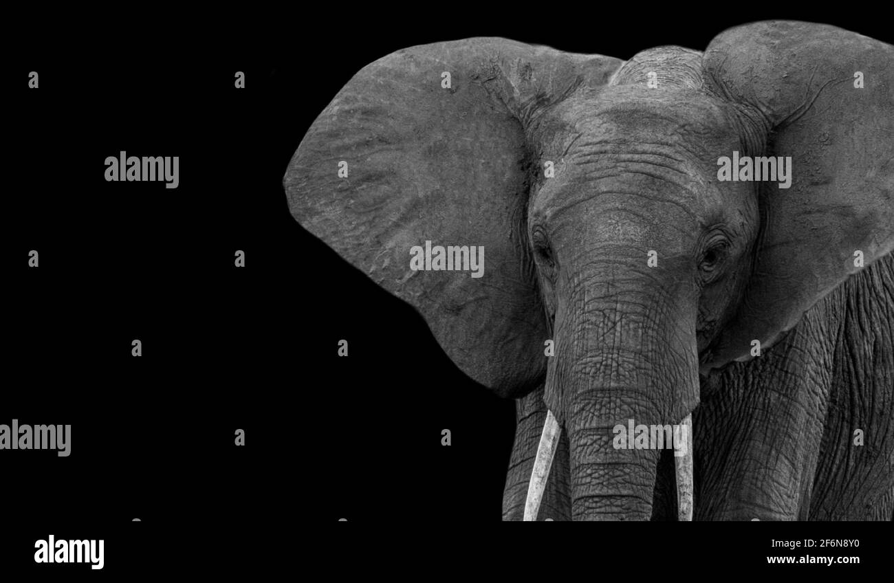 Elephant tusk art Black and White Stock Photos & Images Alamy