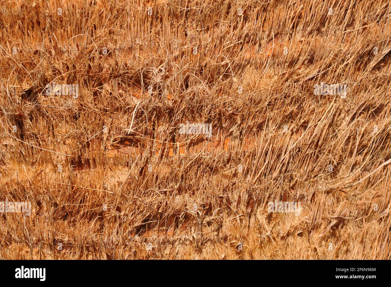 Palm tree surface background for texture Stock Photo Alamy