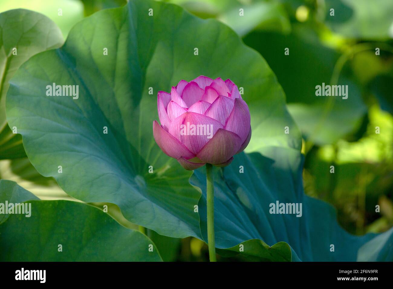 A pink and white lotus flower blossoms on a tranquil, zen pond in a beautiful Japanese garden in Kyoto, Japan on a perfect, sunny summer day in Asia. Stock Photo