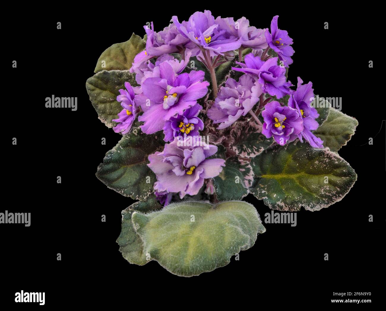 Beautiful Saintpaulia, african or Uzambara violet isolated on black. Light purple terry indoor flowers with variegated leaves close-up. Natural floral Stock Photo