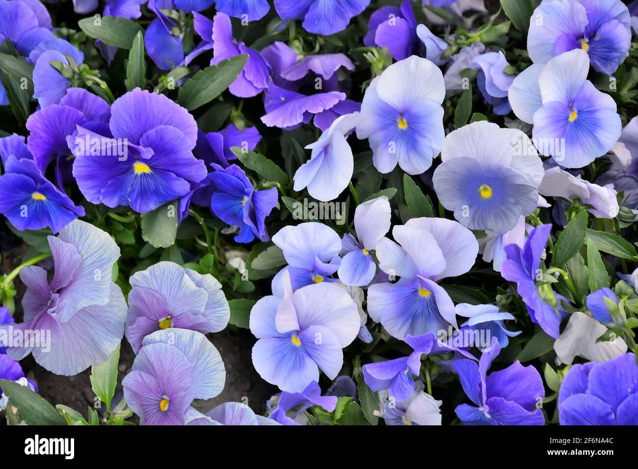 Heartsease or pansy flowers in blue-white colors - natural floral background. Blossoming violet flowers or pansies on flowerbed in garden close up. Ro Stock Photo