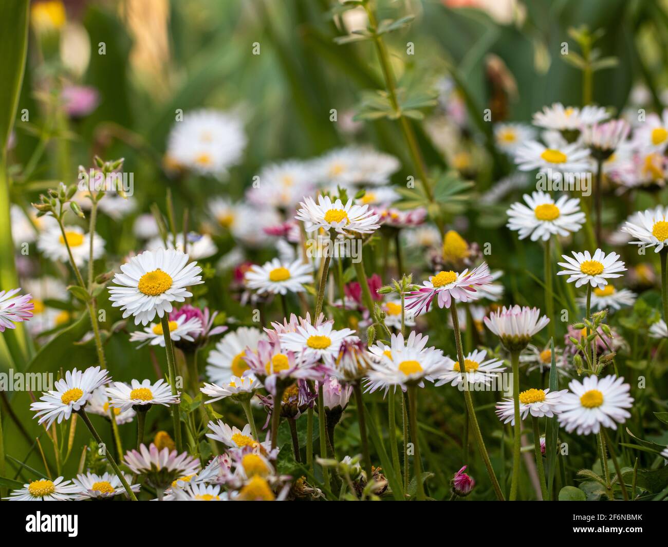 field of daisies Stock Photo Alamy