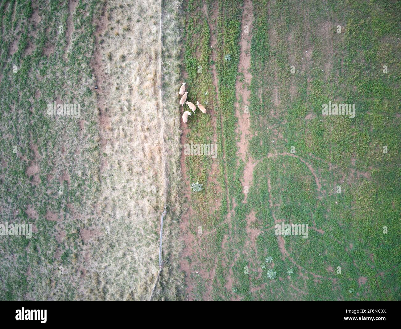 Aerial sheep farm showing sheep grazing in a green field landscape with ...