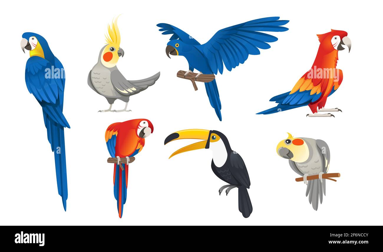 Set of exotic parrot birds cartoon animal design tropical fauna vector  illustration on white background Stock Vector Image & Art - Alamy