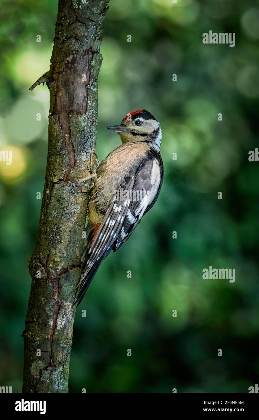 Juvenile Great spotted woodpecker Dendrocopos major in a Norfolk garden