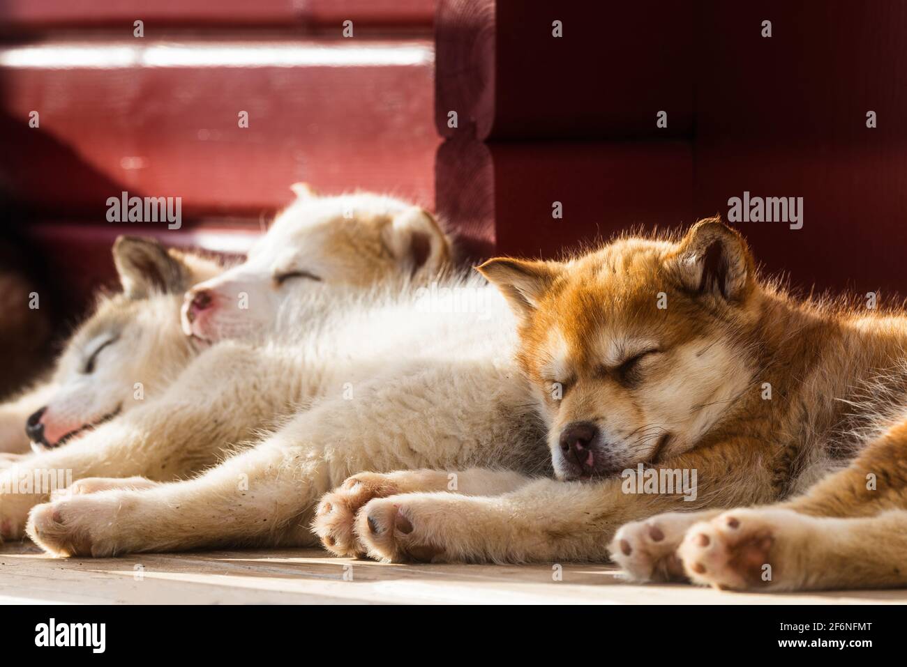 Cute Greenland dog puppies resting, Greenland Stock Photo Alamy