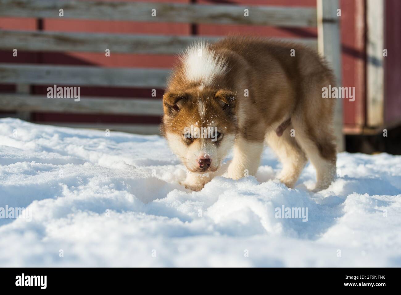 Cute Greenland dog puppy, Greenland. Stock Photo