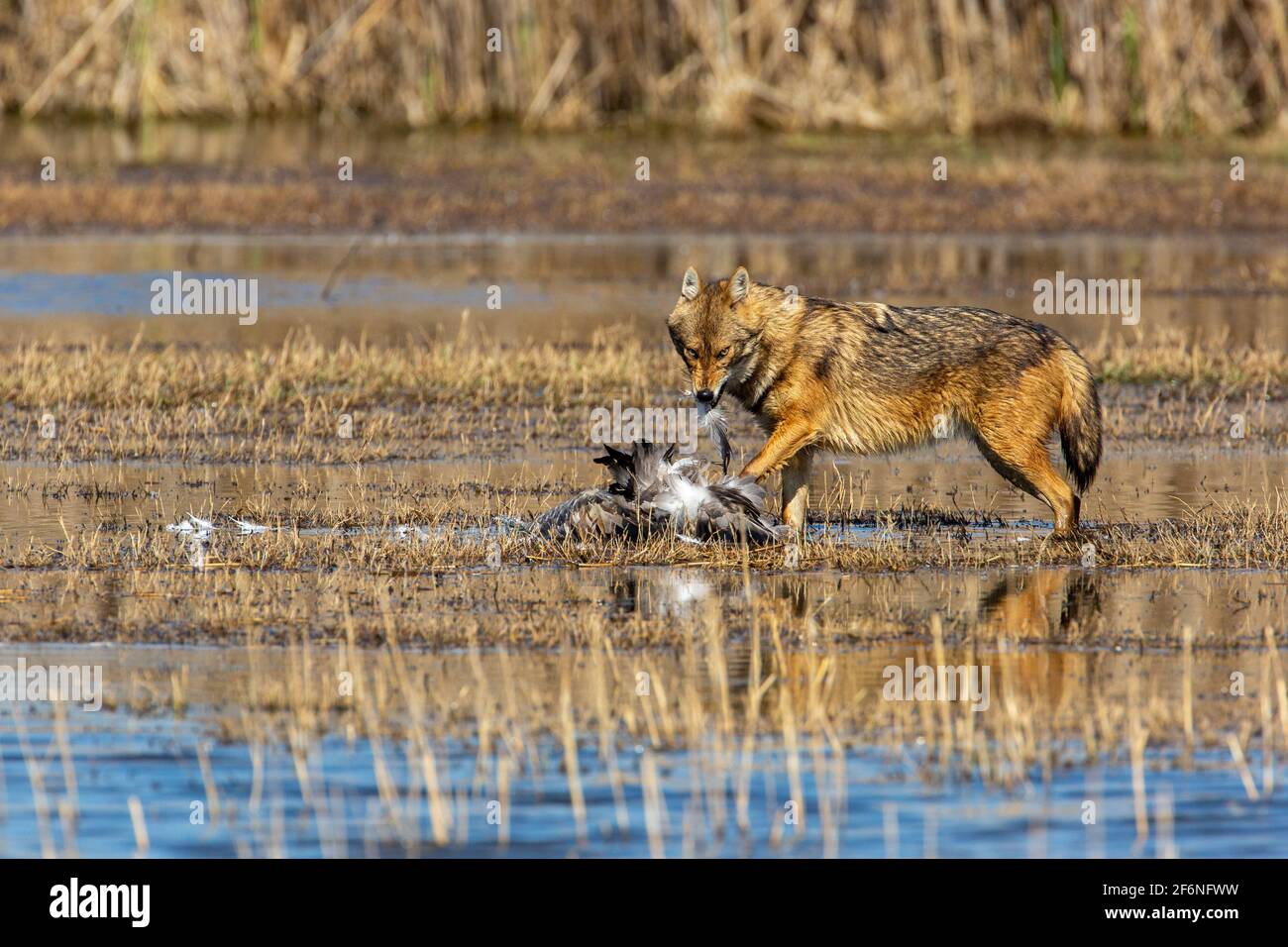 Golden Jackal (Canis aureus), eats a common Crane (Grus grus). Photographed in the Hula Valley Israel Stock Photo