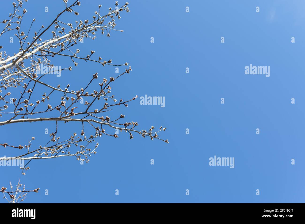 Early spring growth willow tree hi-res stock photography and images - Alamy