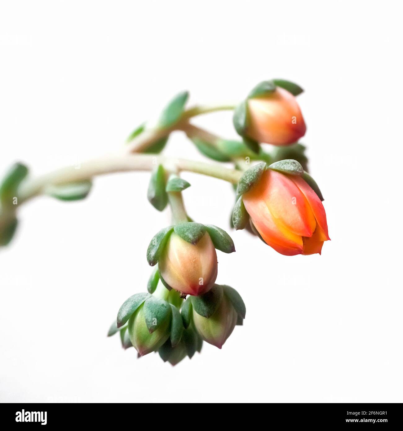 Flowering Echeveria (cultivar) succulent plant. Echeveria is a large genus of flowering plants in the family Crassulaceae, native to semi-desert areas Stock Photo