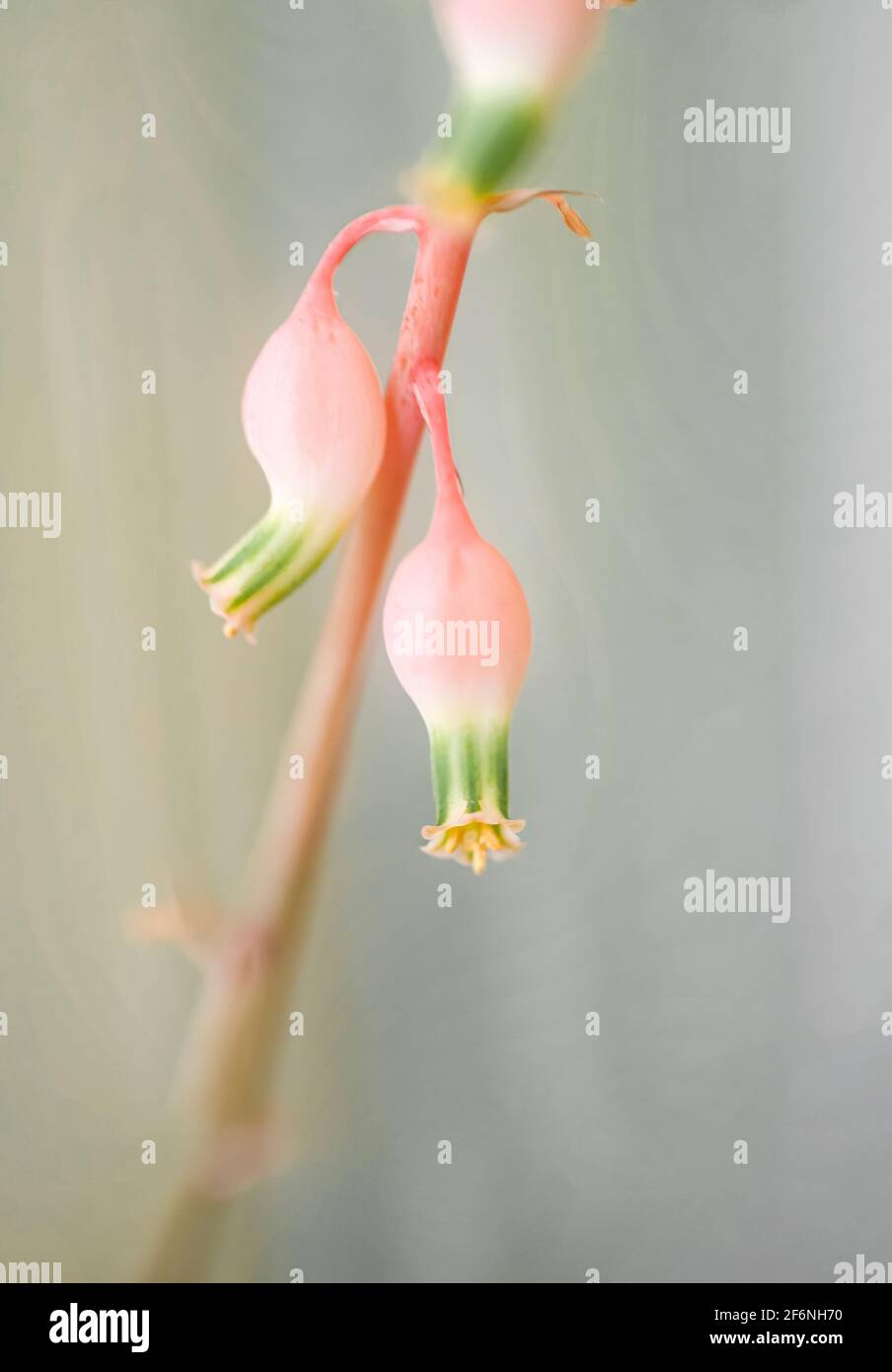 Closeup of a vertical flowering stem of an Aloe (cultivar) succulent plant Stock Photo