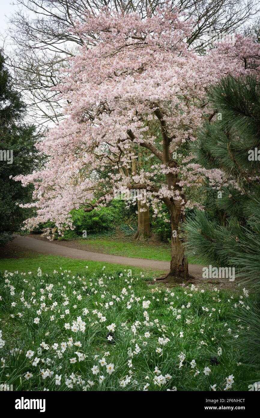 Henrietta gardens bath hires stock photography and images Alamy