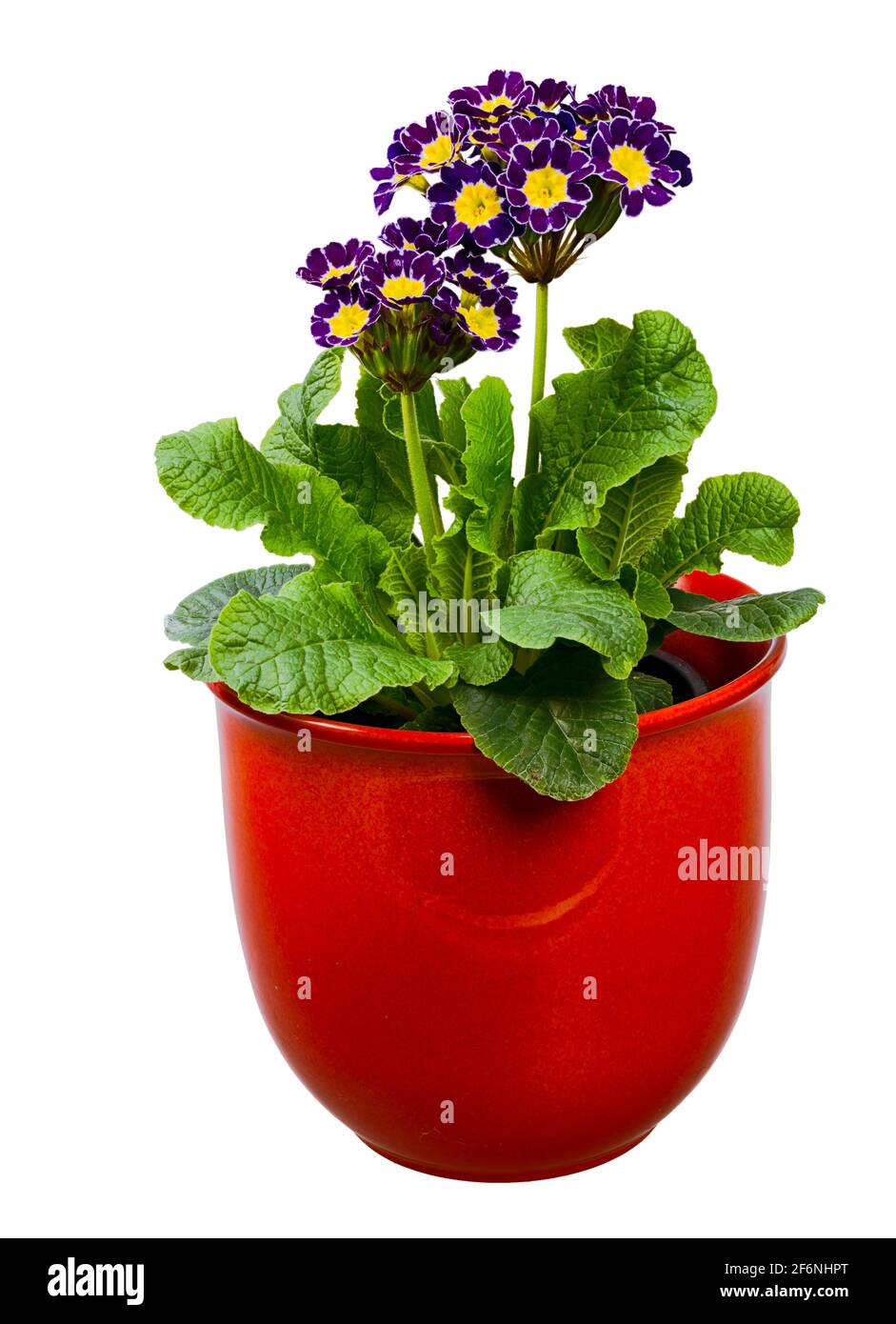 Closeup of an isolated purple primrose flower in a flowerpot Stock Photo