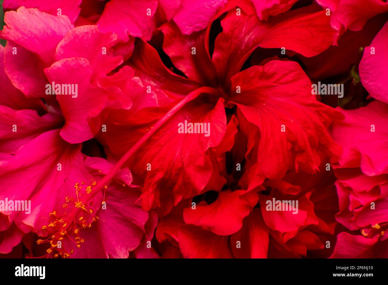Indian jaba flower also know as hibiscus, rose mallow, hardy hibiscus, rose of sharon, and tropical hibiscus. Stock Photo