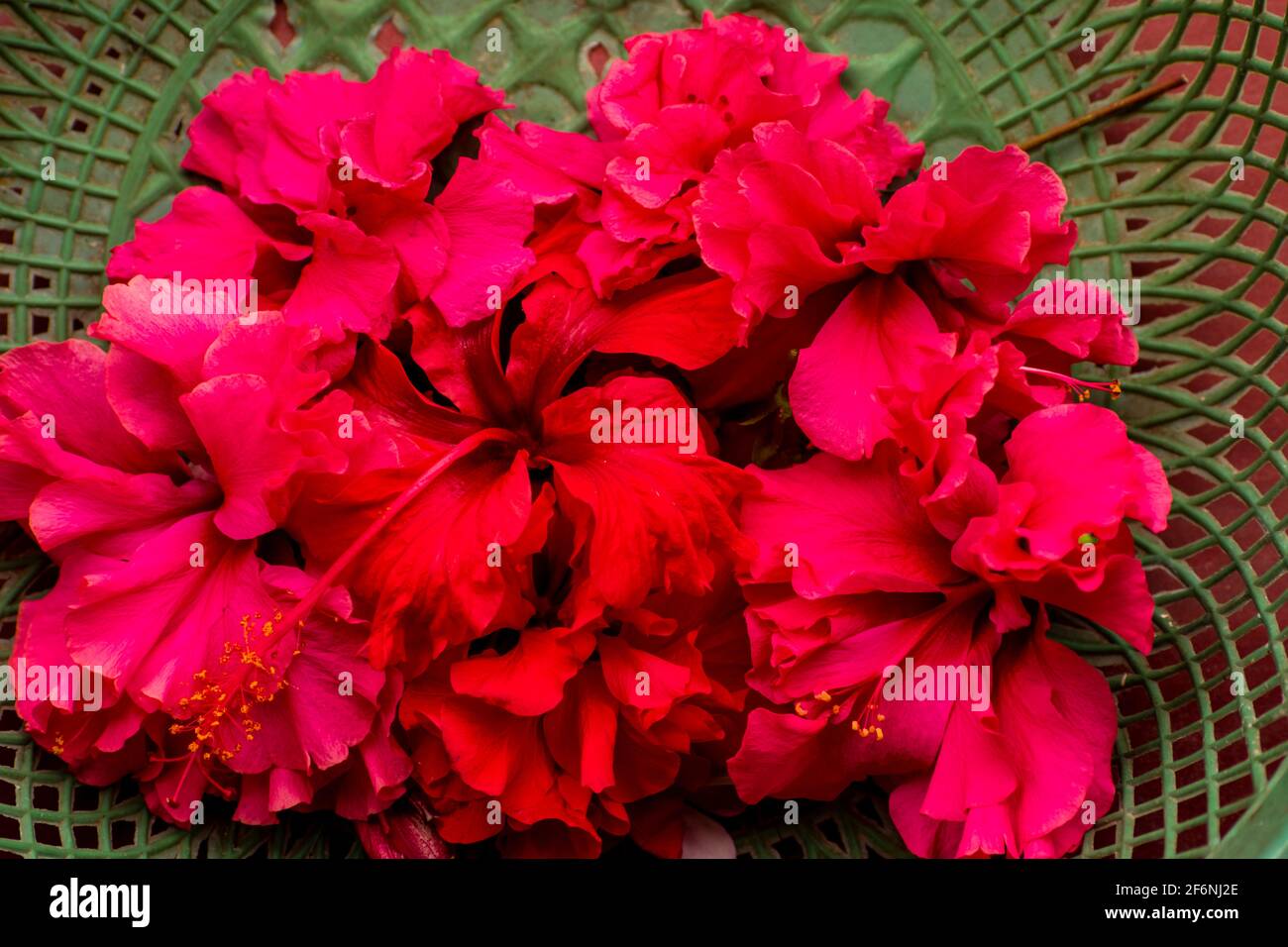 Indian jaba flower also know as hibiscus, rose mallow, hardy hibiscus, rose of sharon, and tropical hibiscus. Stock Photo