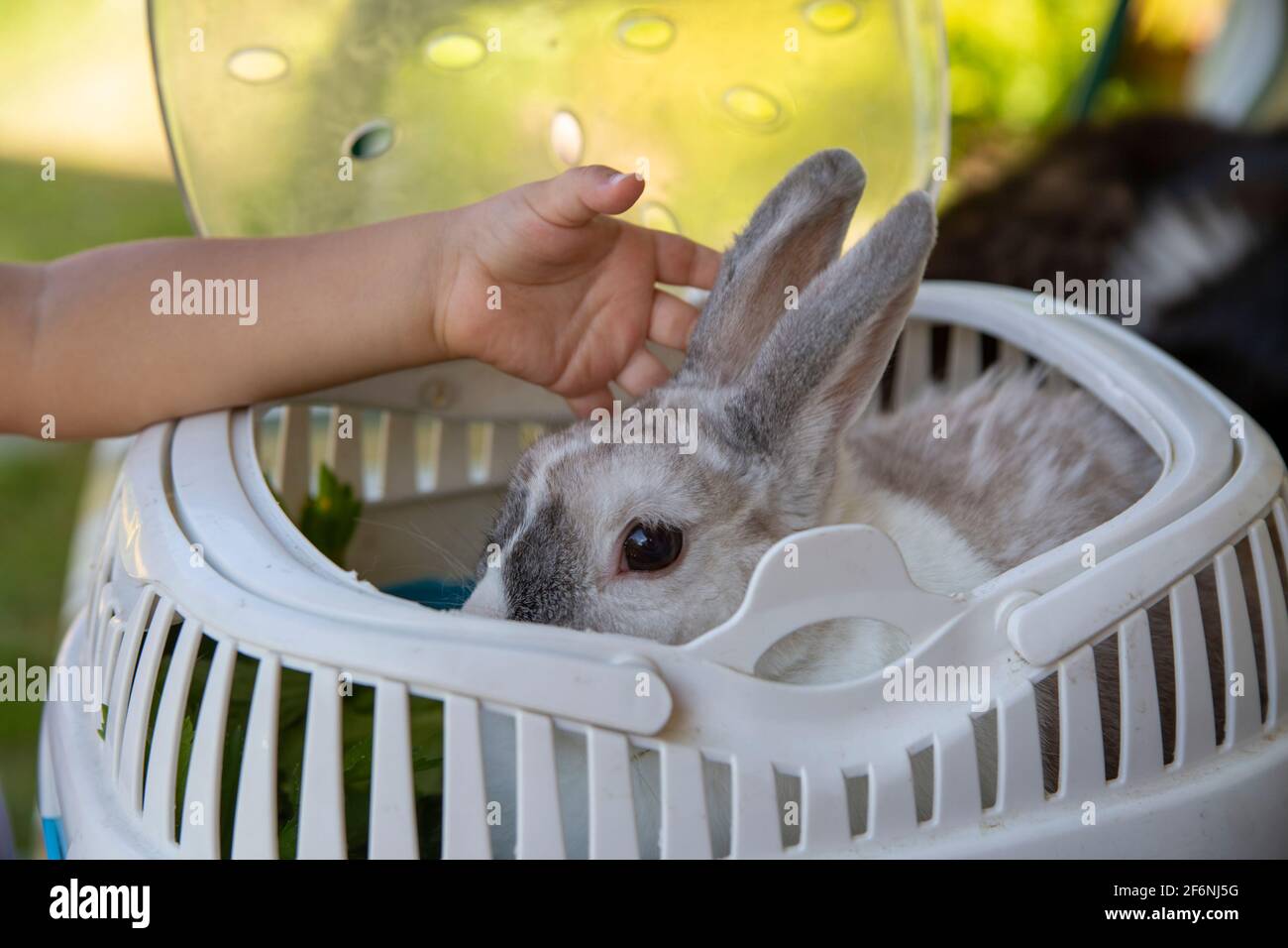 baby hand stroking a dwarf decorative rabbit in a carrier Stock Photo