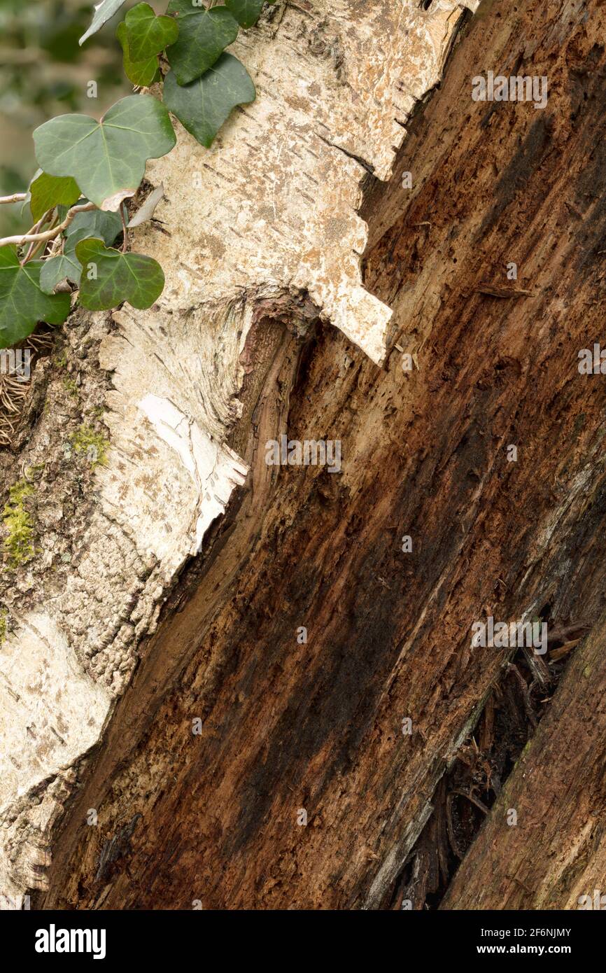 Very close-up and interesting natural patterns and textures on the ...