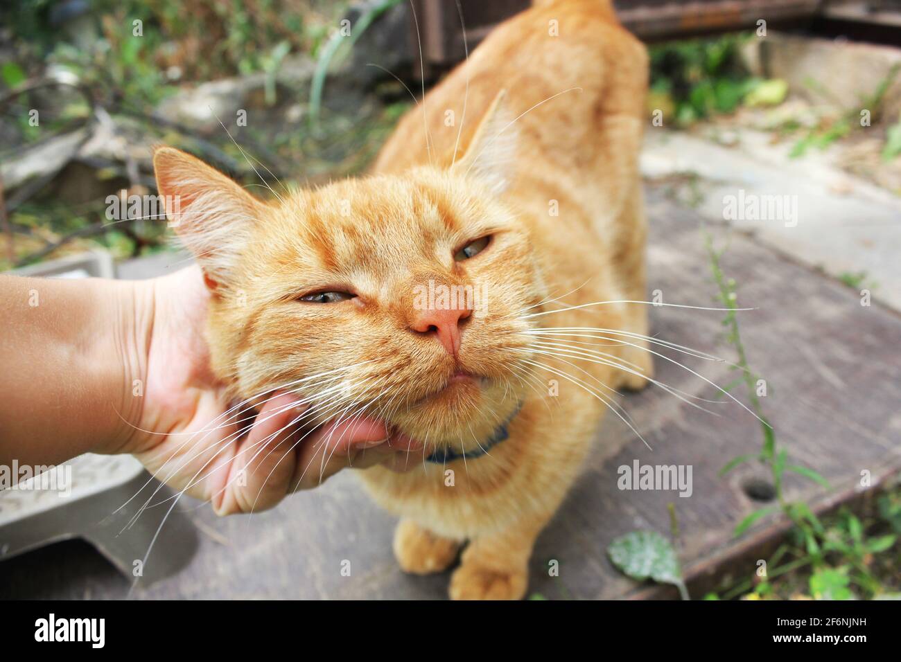 Hand stroking a cat. Beautiful red cat. Stock Photo