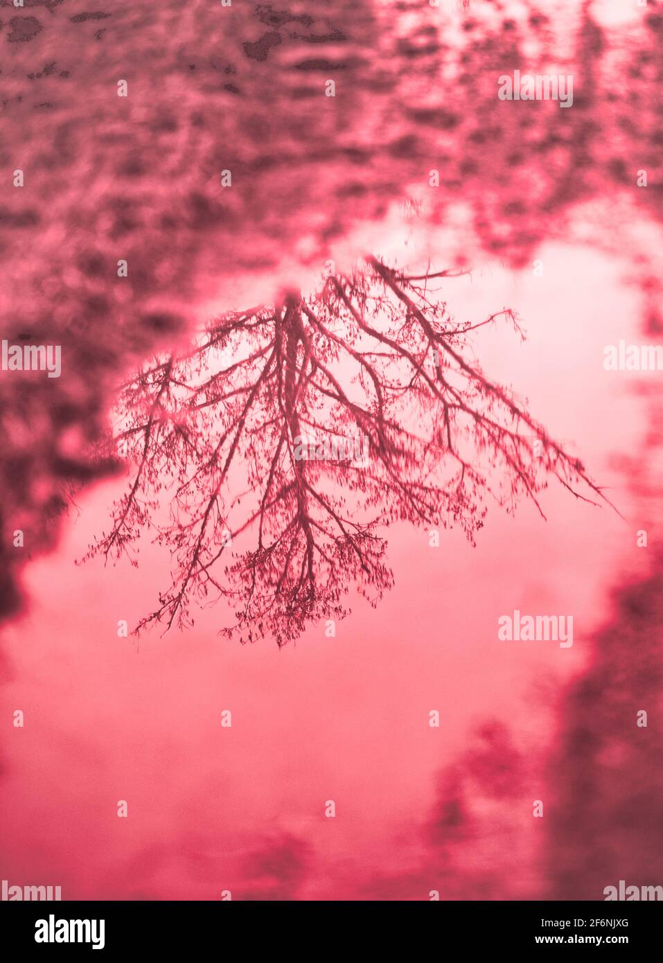 Red tinted image of tree branches reflected in puddle of rainwater on muddy path. Concept of tranquility, change, different, nonconformity Stock Photo