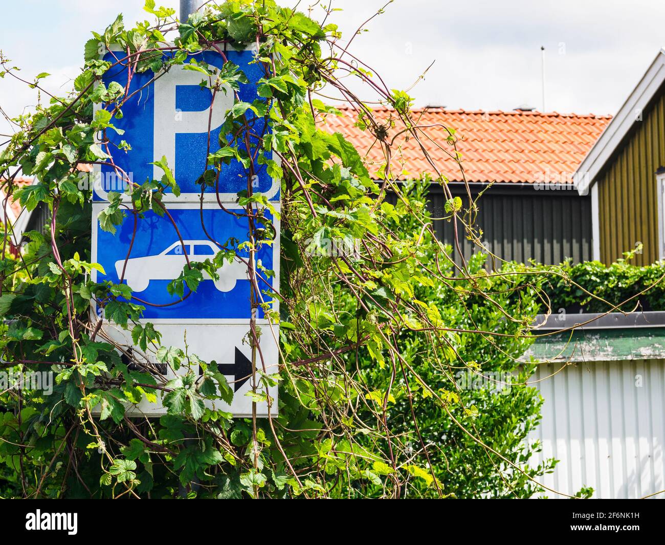 Parking sign being overgrown by green plant Stock Photo - Alamy