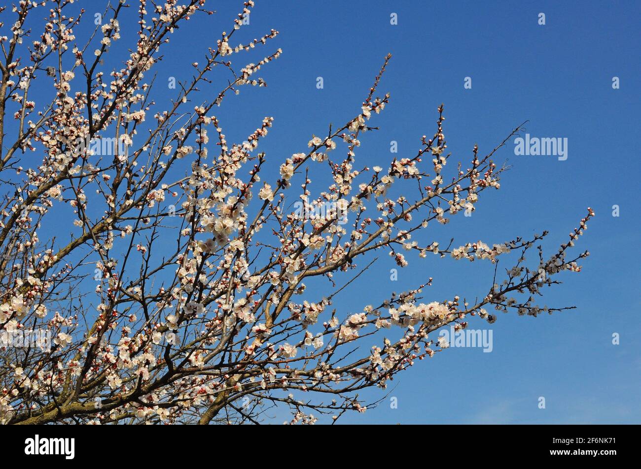 Beautiful cherry blossom sakura in spring time over blue sky Stock ...
