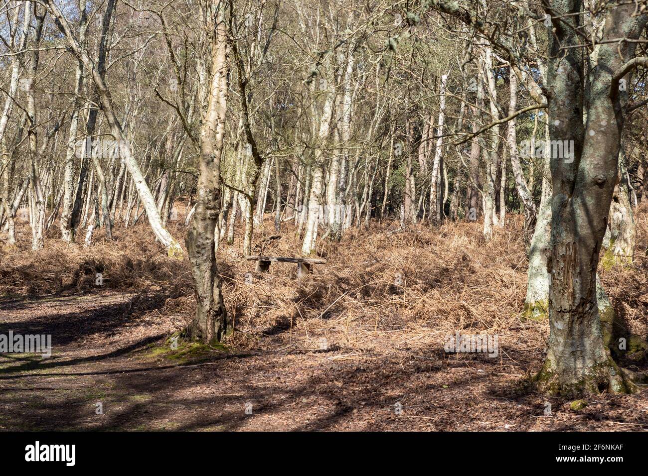 Arne Rspb Reserve High Resolution Stock Photography and Images - Alamy