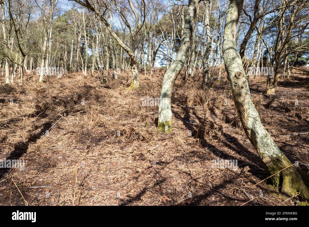 Rspb arne hi-res stock photography and images - Alamy