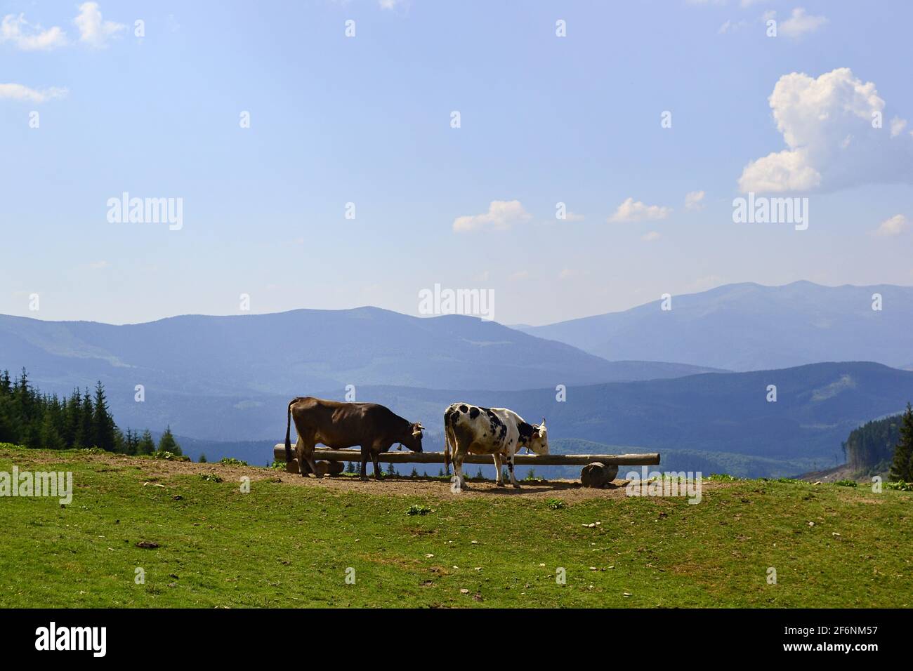Two cows drink water on the green meadow in ecological nature area with view of Carpathian mountains range and clear blue sky Stock Photo