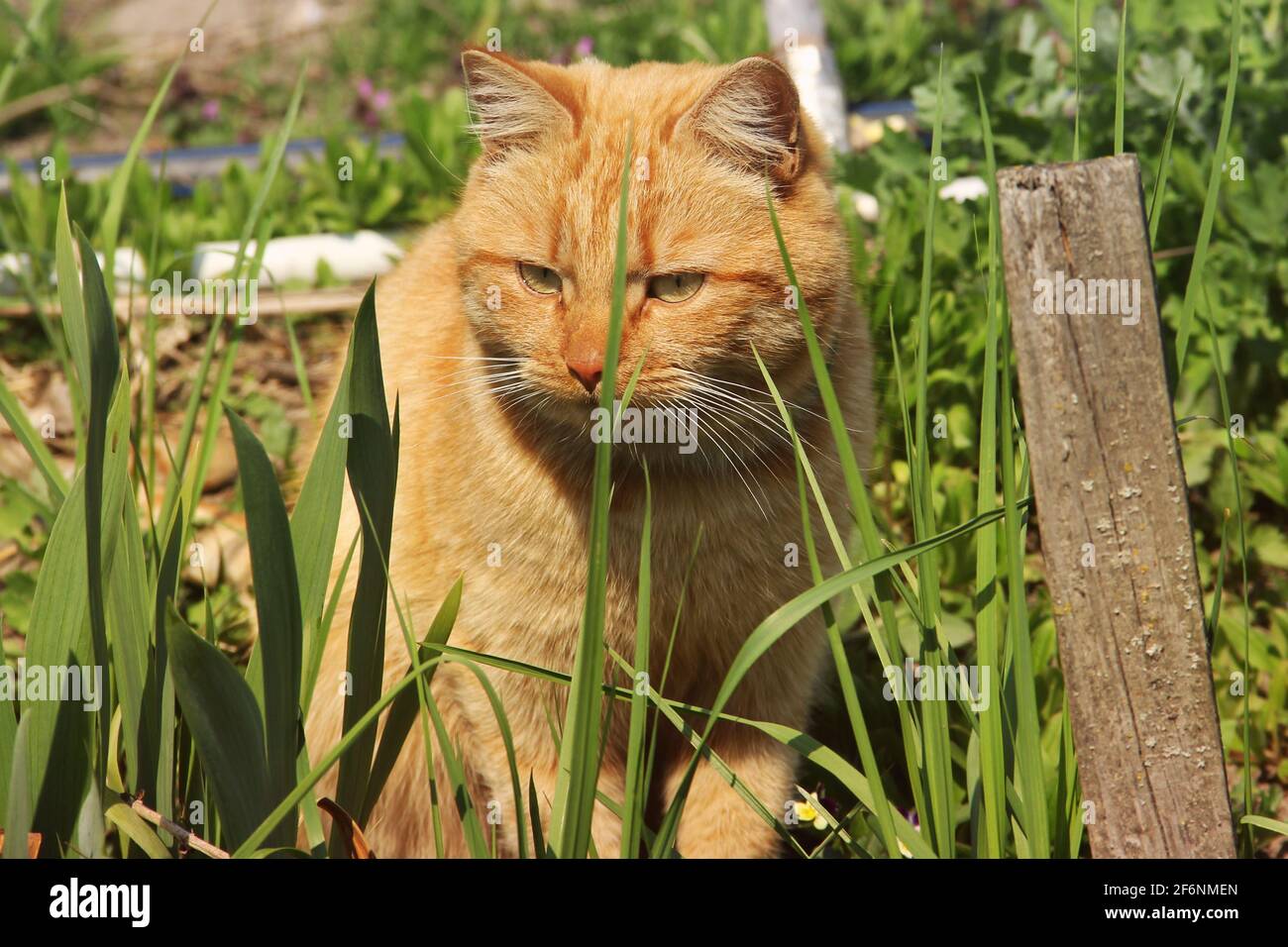 Family outdoors cat dog hi-res stock photography and images - Alamy