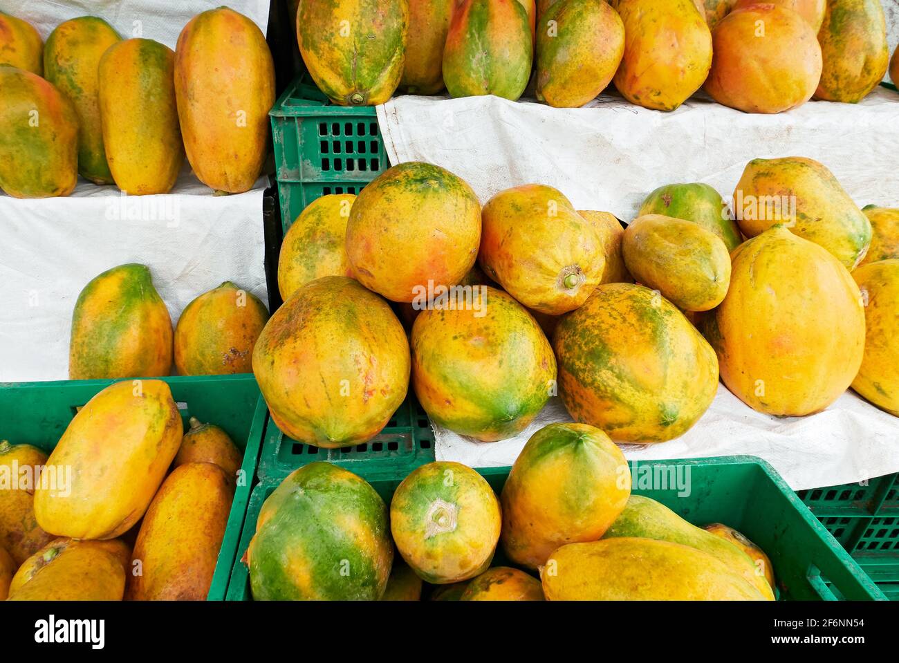 Array of many colorful ripe papaya fruits laying on shelves, surrounded by green trays, for sale
