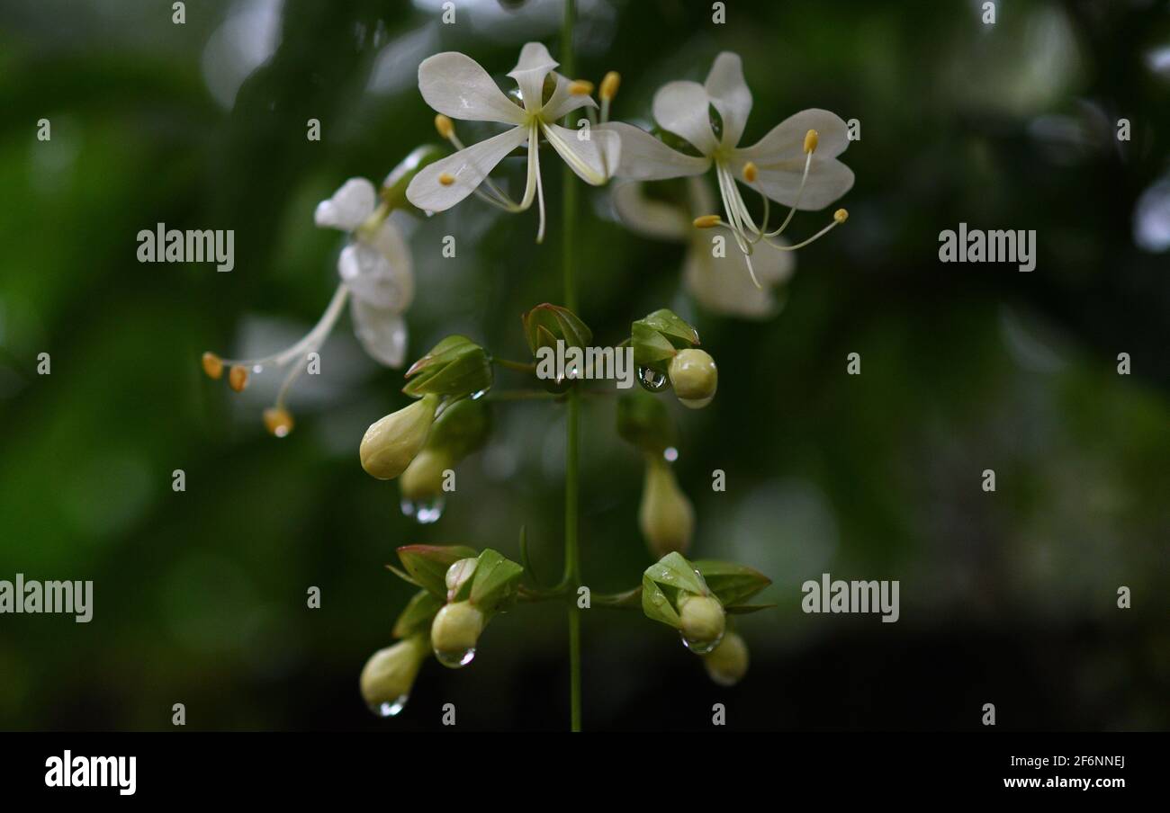 a macro view of beautiful white flowers and dew drops Stock Photo - Alamy