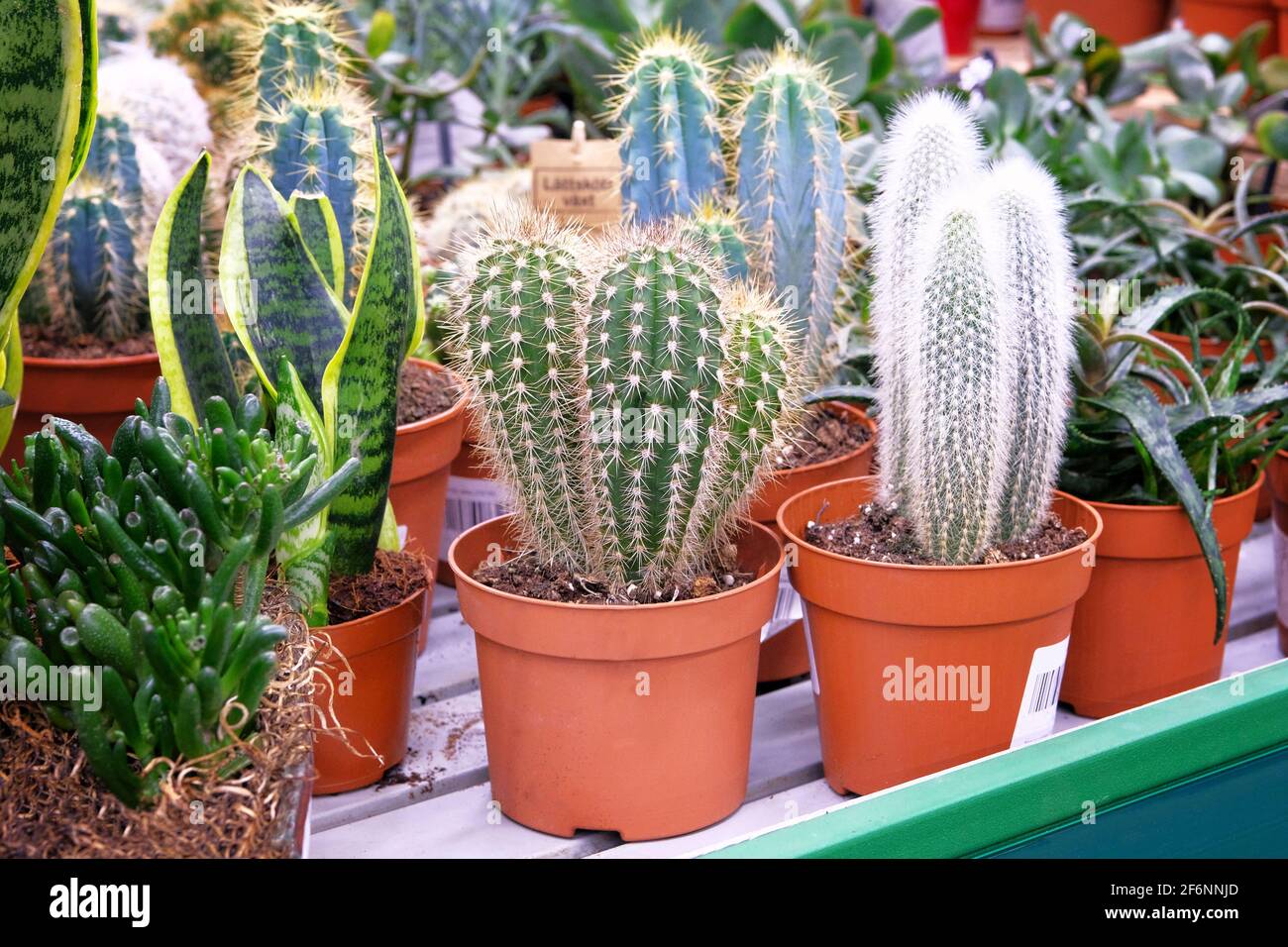 Various green cactus plant with spikes around tree in small pot. Cactus