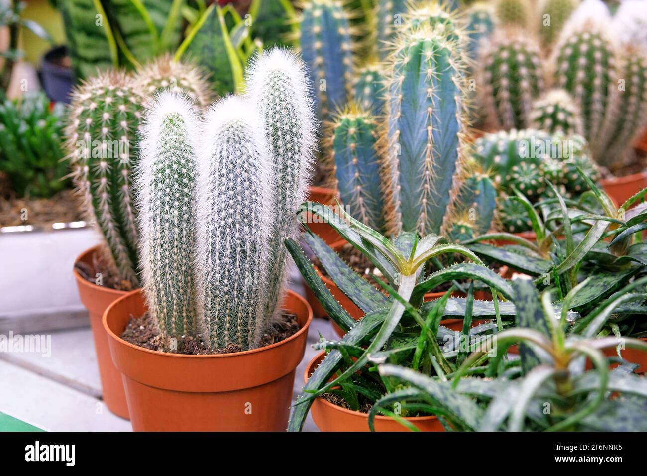 Various green cactus plant with spikes around tree in small pot. Cactus