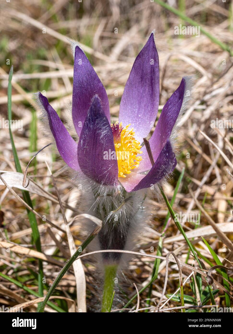 Pasque flower (Pulsatilla vulgaris ), flowering, Bavaria, Germany, Europe Stock Photo