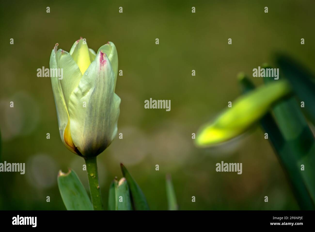 Floral : Tulip buds Stock Photo