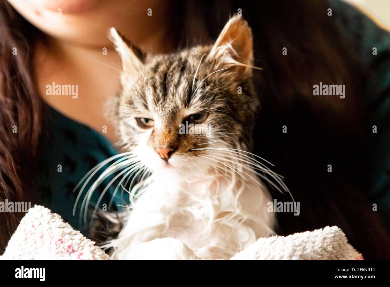Kitten after shower hires stock photography and images Alamy