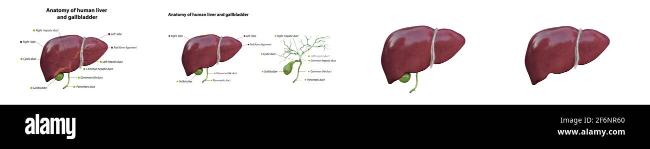 Realistic anatomical model of healthy human liver with gallbladder ...