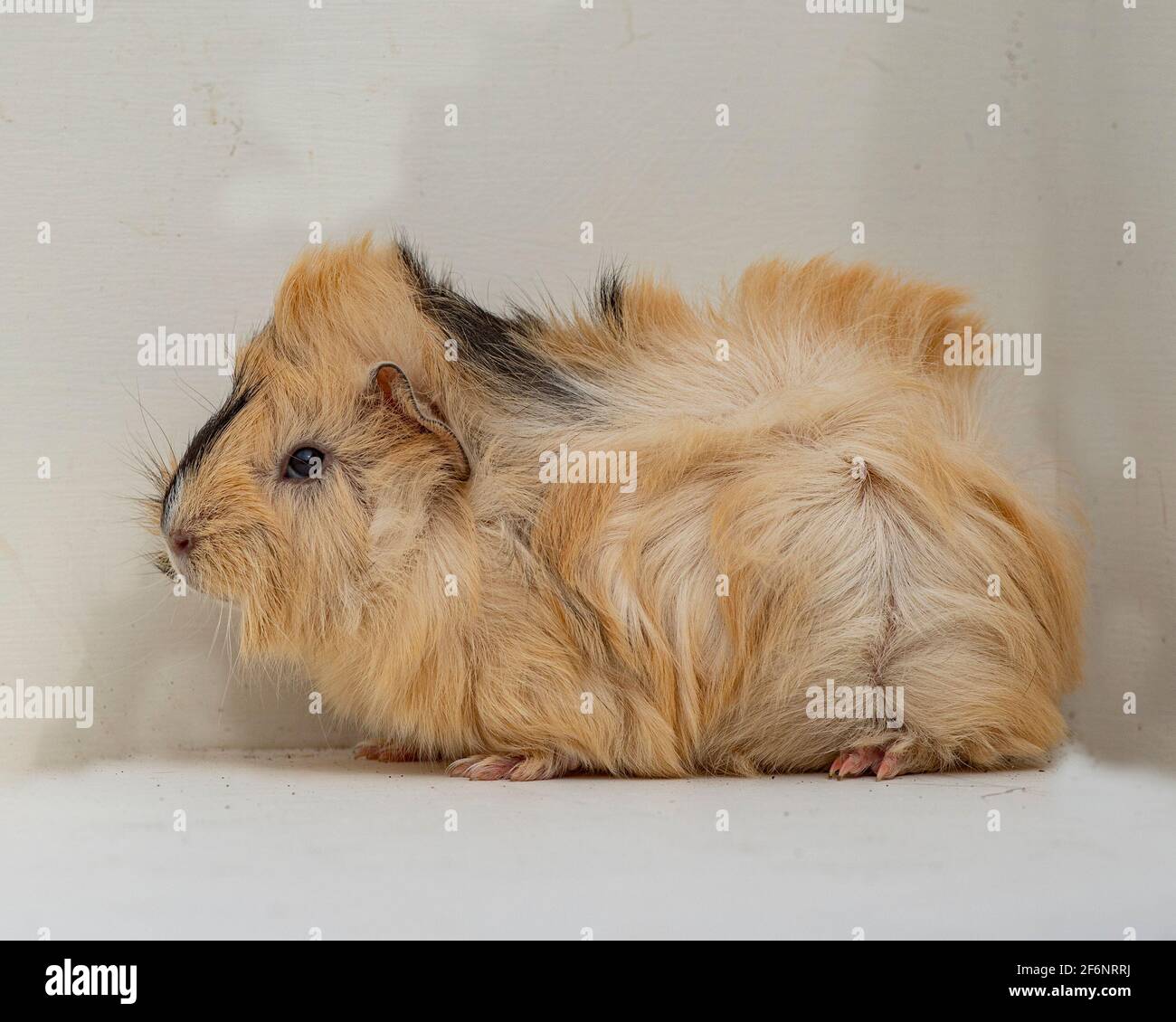 funky guinea pig Stock Photo