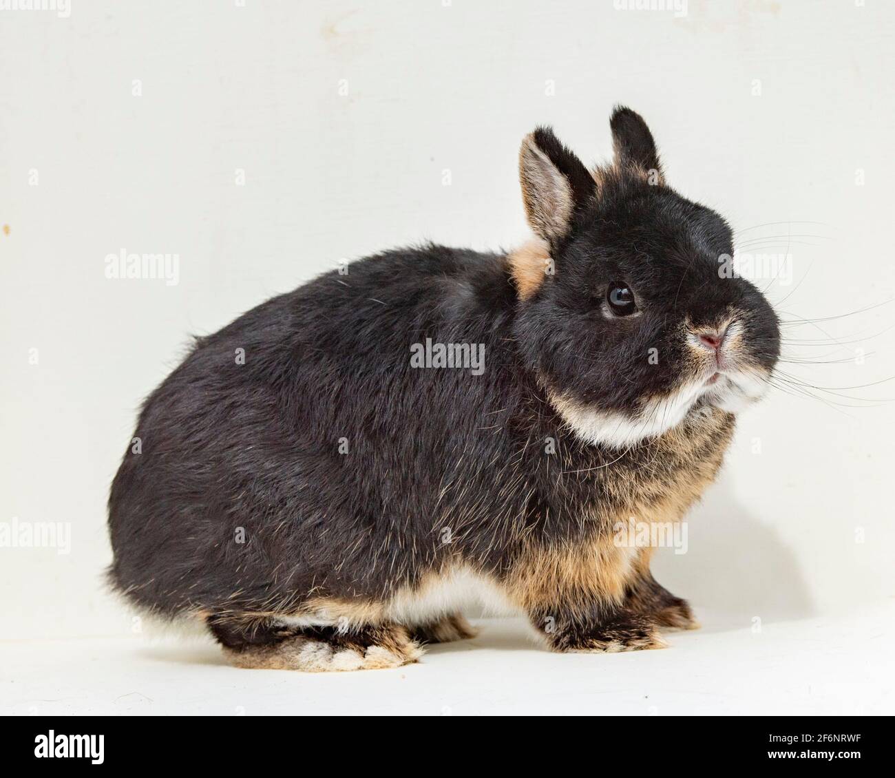 Netherland Dwarf rabbit Stock Photo