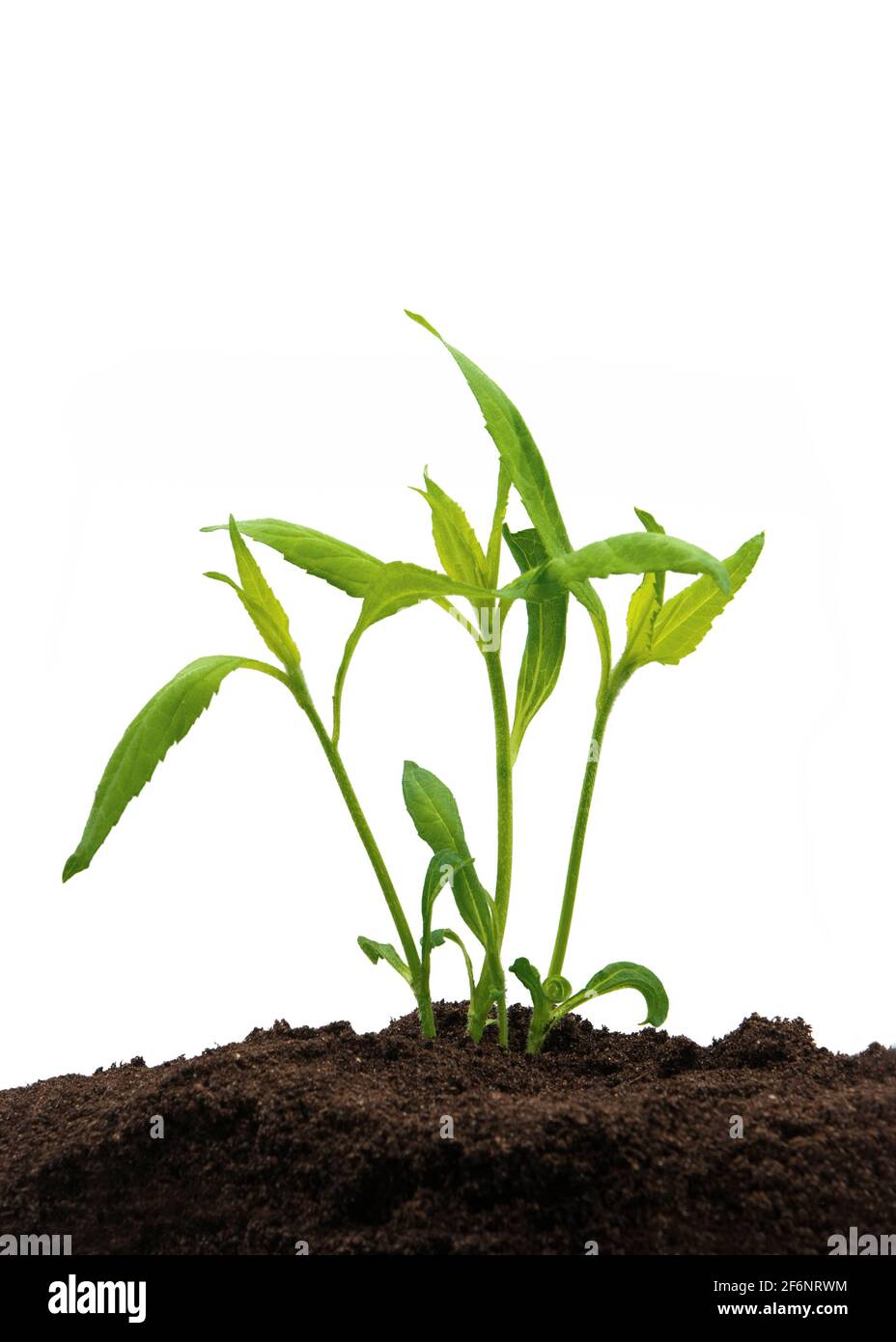 Ornamental ginger plant hires stock photography and images Alamy