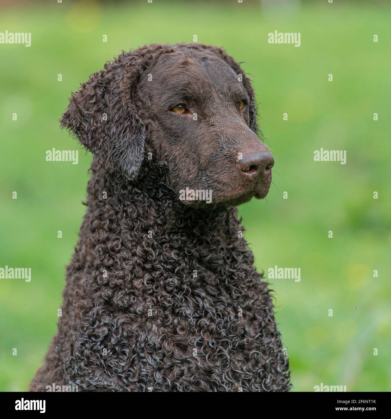 Curly Coated retriever dog Stock Photo