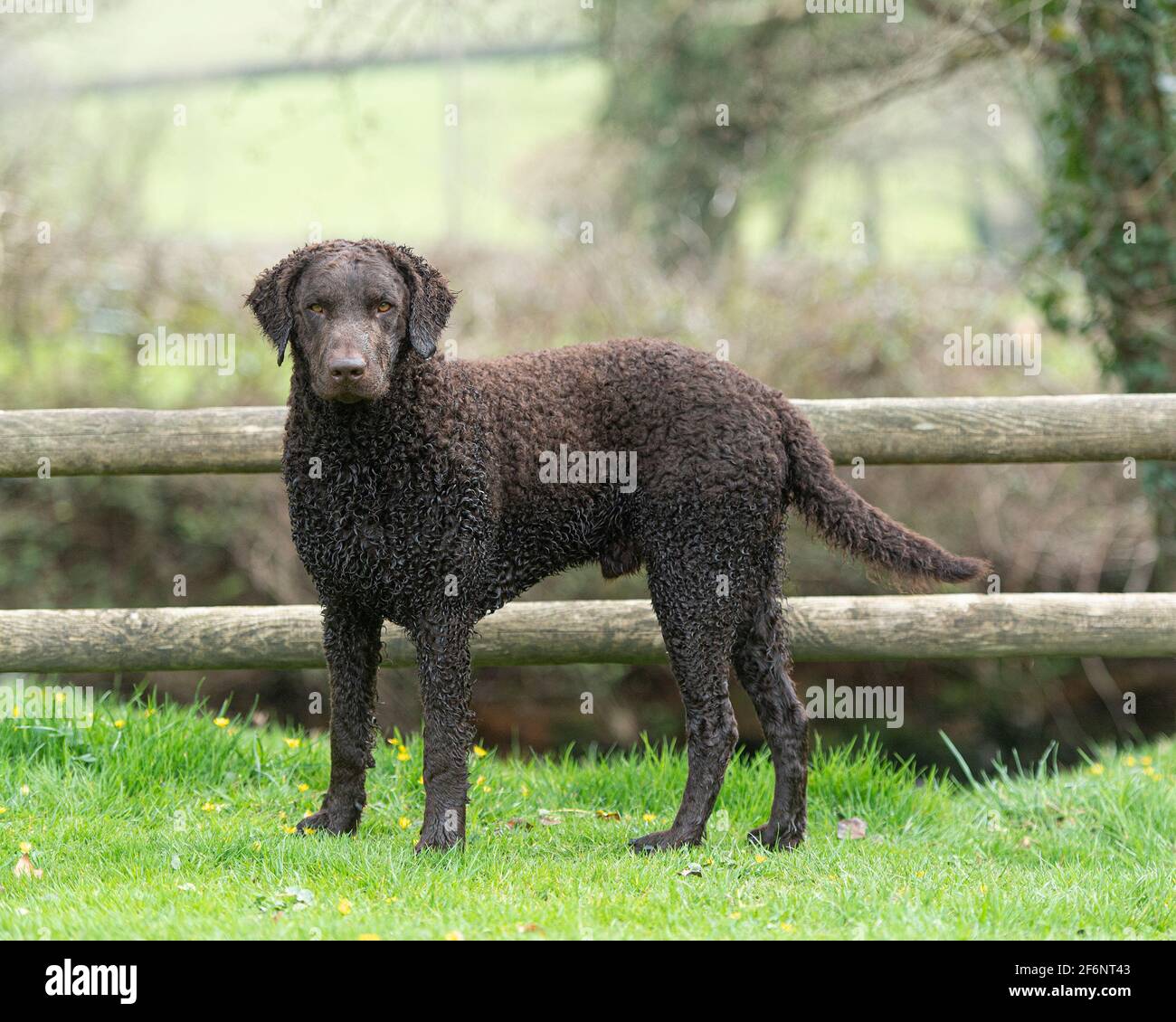 Curly coated retriever dog Stock Photo Alamy