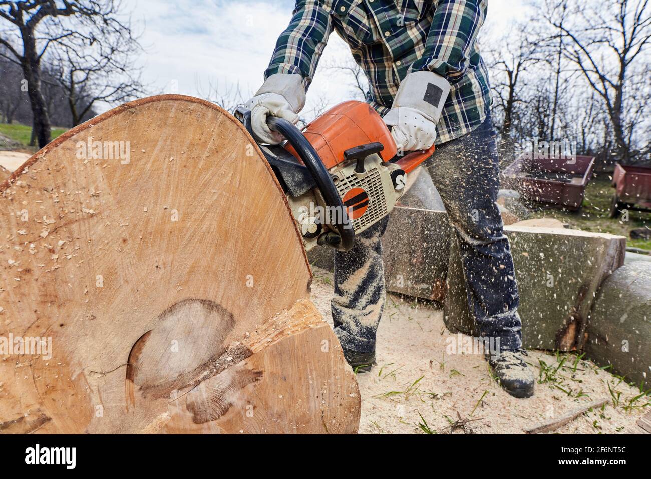 Logger cutting big tree hi-res stock photography and images - Alamy